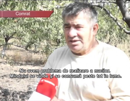Comrat Livadă de migdale