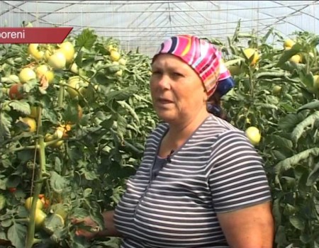 Nisporeni: roșii în sere, afacere de familie la Bălăurești