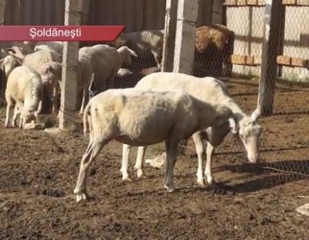 Și-a omorât fratele. Spune că din imprudență