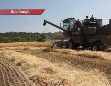 Ploile dau peste cap așteptările agricultorilor