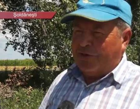 Roadă bogată, la prețuri derizorii
