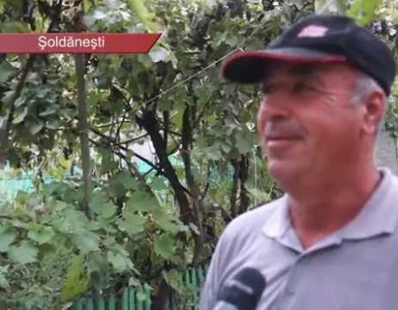 A înflorit liliacul, în august