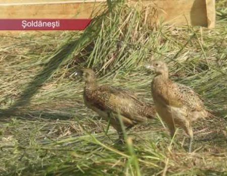300 de fazani la Șoldănești, din Ungaria