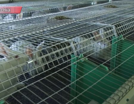 Producție autohtonă de calitate grație investițiilor în sectorul zootehnic