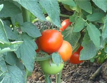 Grădină bio în curtea școlii