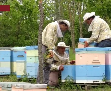 ALTERNATIVE Dulce e viața apicultorilor din Moldova?